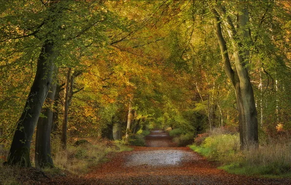 Road, autumn, forest, trees, England, England, Wiltshire, Wiltshire