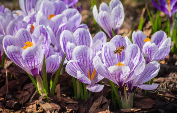 Flowers, bee, spring, crocuses, lilac, striped