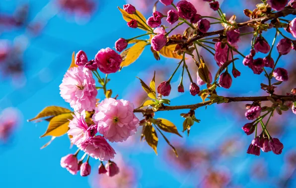 Leaves, light, flowers, branches, blue, spring, Sakura, pink
