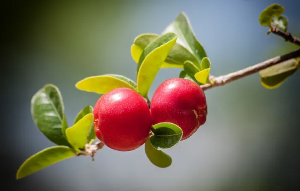 Leaves, branch, Berry, the fruit
