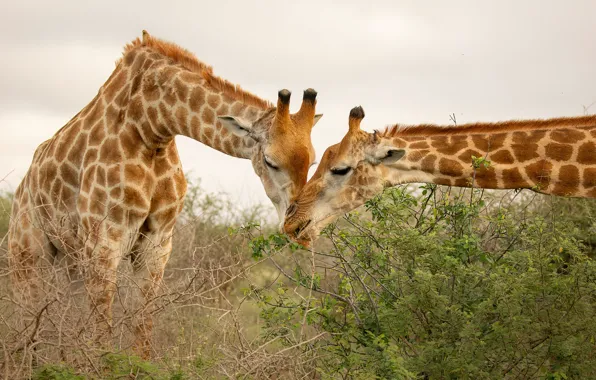 Face, nature, two, giraffe