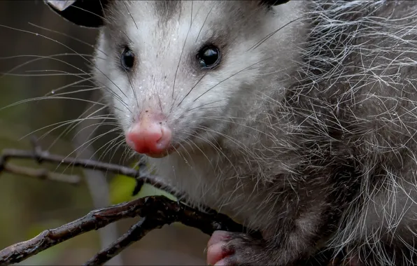 Picture possum, Chupacabra, spider-man, animal