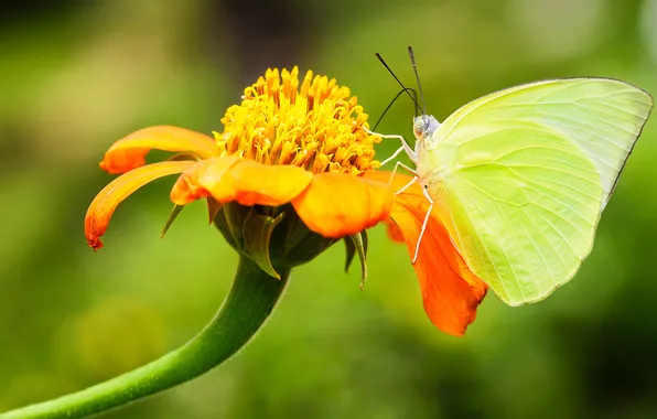 Picture flower, summer, butterfly, focus, insect