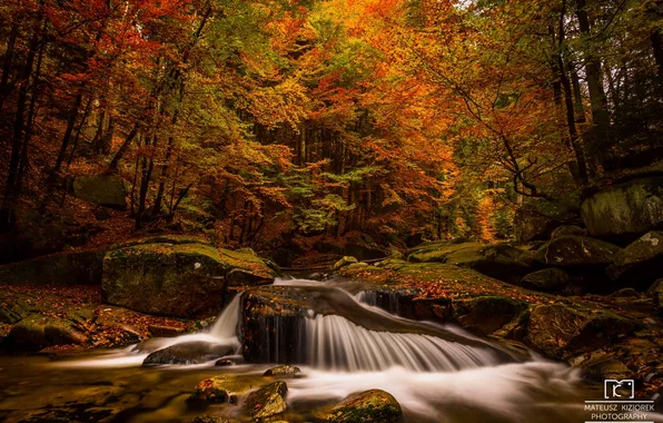 Picture autumn, forest, leaves, water, trees, nature, river