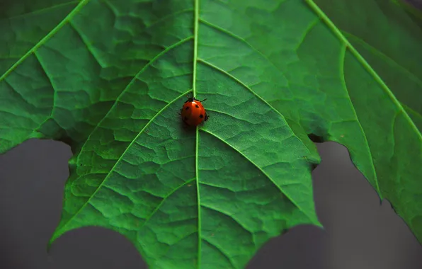 Picture macro, sheet, green, ladybug, beetle