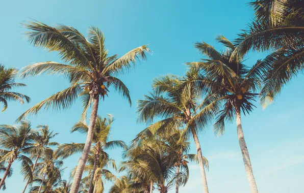Picture beach, summer, the sky, palm trees, shore, summer, beach, seascape