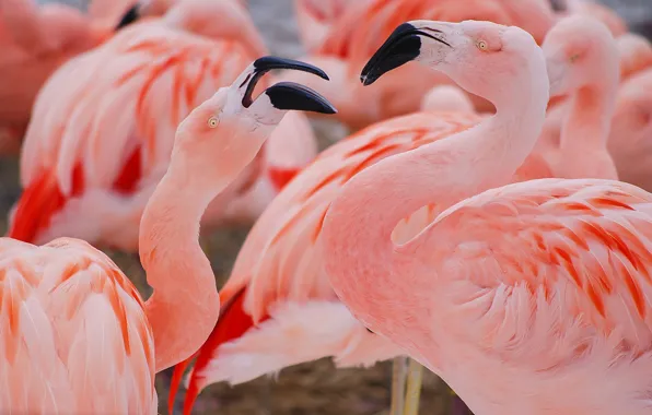 Birds, pink, Flamingo