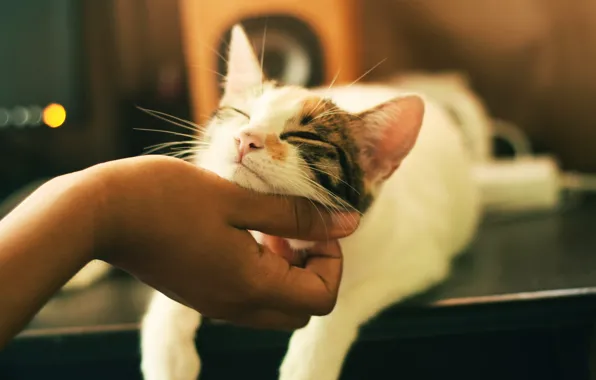 Cat, the buzz, Pat