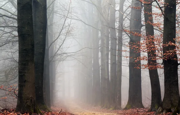 Autumn, forest, trees, branches, fog, Park, trunks, foliage