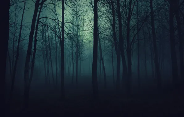 Trees, fog, darkness, Forest