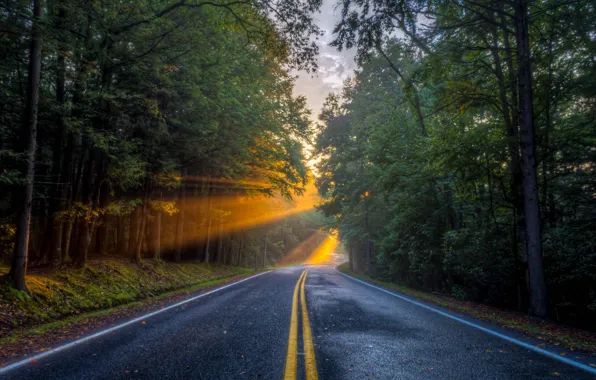 Road, forest, light