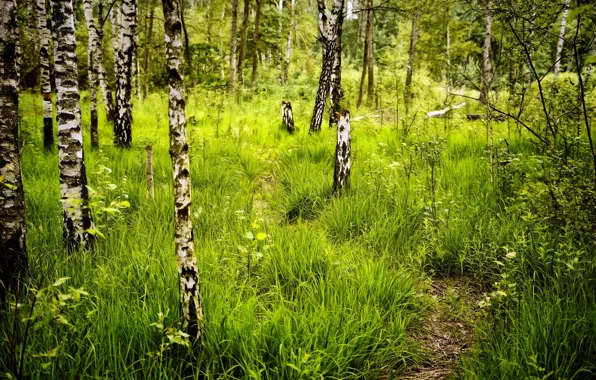 Picture forest, grass, birch