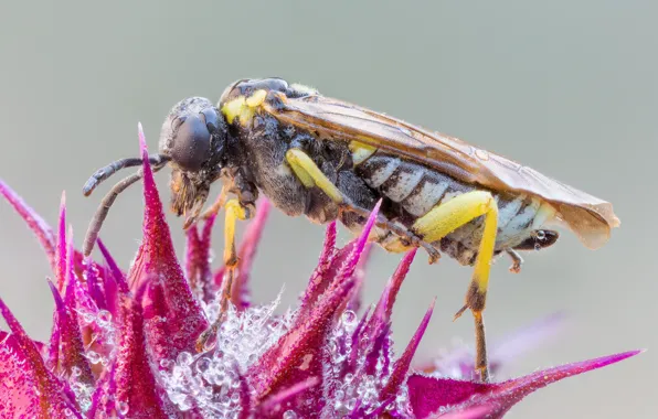 Picture flower, drops, macro, OSA, wings