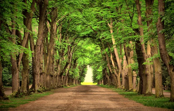 Picture light, trees, nature, Park, alley