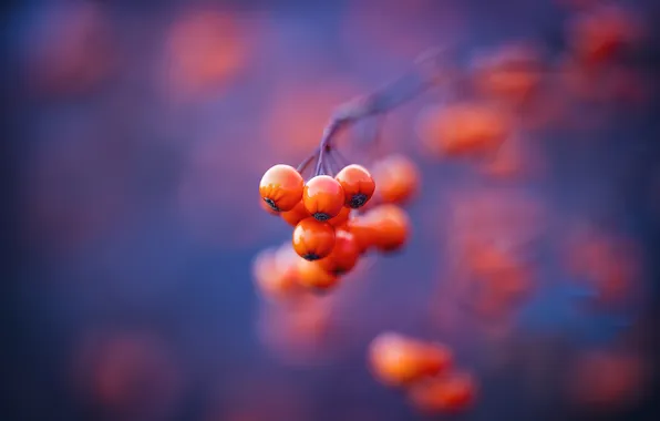 Autumn, macro, nature, berries, bright, blur, branch, fruit