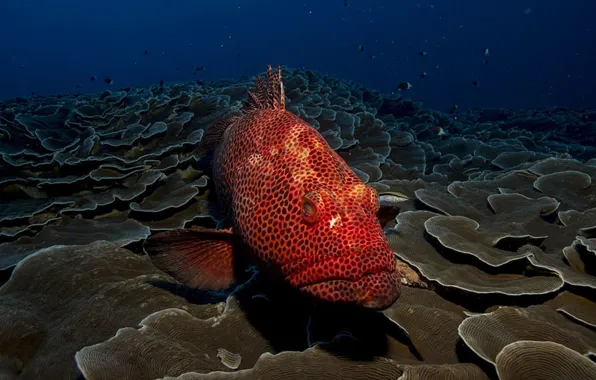 Sea, photo, water, red fish, red and black polka-dot fish, grouper