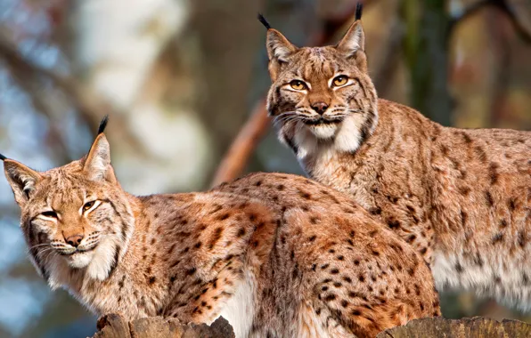 Picture forest, cat, nature, pair, lynx