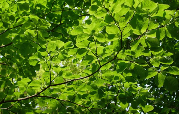Summer, trees, nature, branch, texture, green leaves, light green background