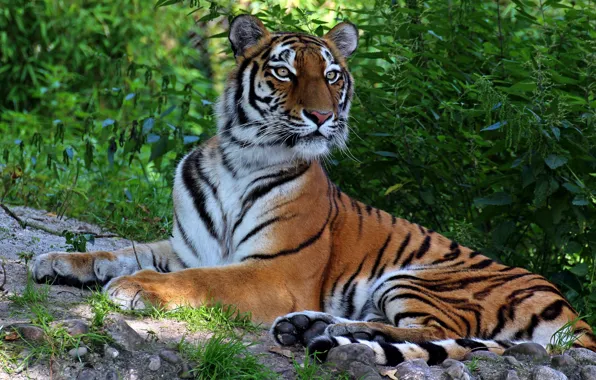 Picture tiger, predator, handsome