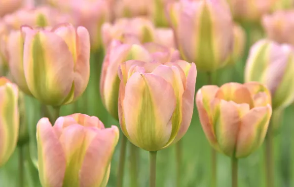 Macro, tulips, pink, buds