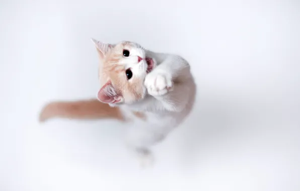 Picture cat, background, torode