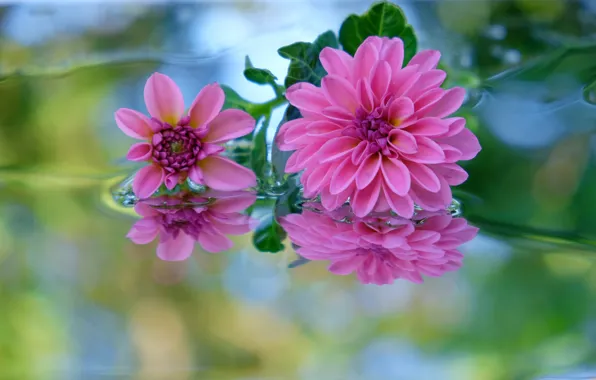 Leaves, water, flowers, reflection, pink, lilac, lie, bokeh