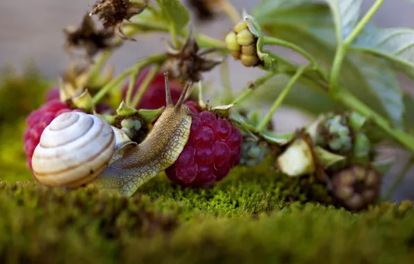 Picture macro, berries, raspberry, moss, snail, branch