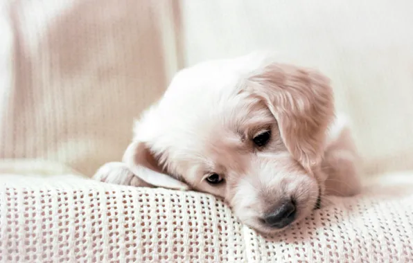 Picture muzzle, puppy, plaid, Golden Retriever