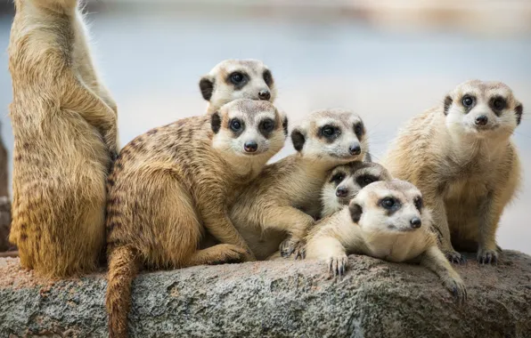 Cute, Animal, Mongoose, Meerkat, animal themes, group of animals