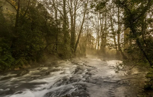 Nature, river, morning