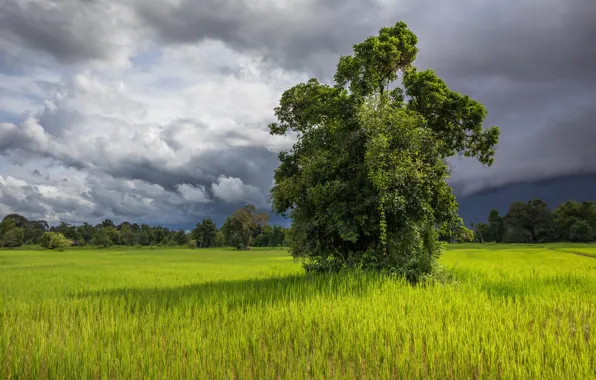 Picture field, grass, clouds, trees