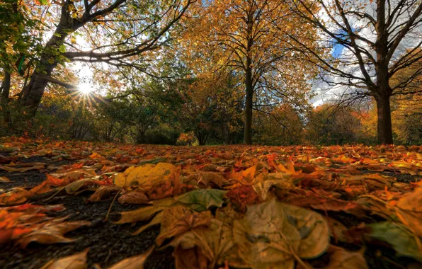 Autumn, trees, Park, Germany, fallen leaves