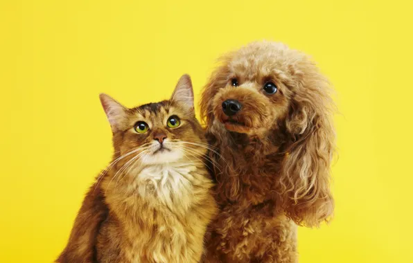 Cat, cat, dog, pair, friends, faces