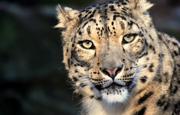 Cat, eyes, look, snow leopard
