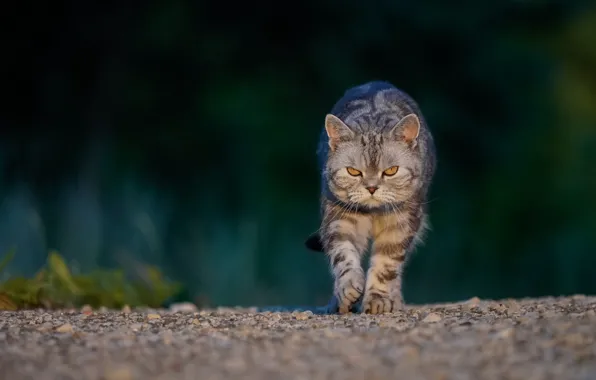 Cat, cat, look, face, green, pebbles, the dark background, stones