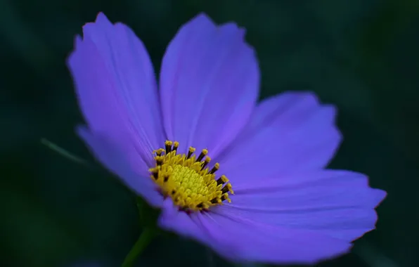Flower, macro, blue, background, dark, petals, Kosmeya