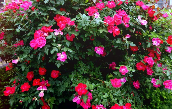 Leaves, rose, Bush, petals