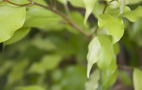 Leaves, focus, green, Bloor