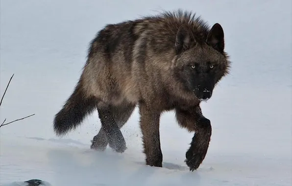 Nature, snow, predator, face, animal, wolf, wildlife, portrait