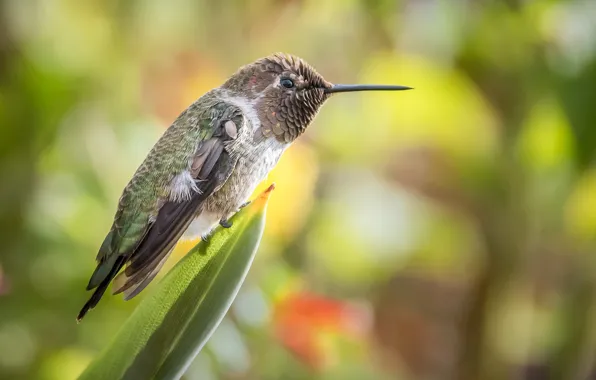 Bird, feathers, color, cutie