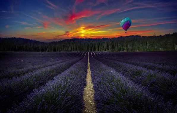 Picture field, forest, trees, landscape, sunset, flowers, balloon, lavender