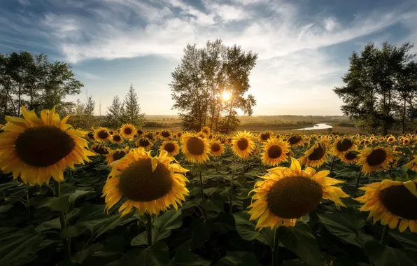 Picture field, the sun, rays, sunflowers, landscape, flowers, nature, tree