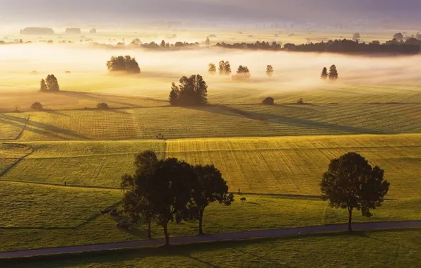 Picture grass, field, horizon, tomance