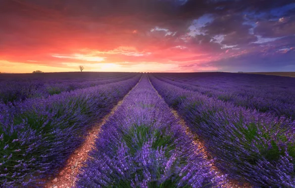 Picture field, the sky, clouds, nature, the evening, lavender
