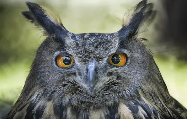 Picture nature, owl, bird