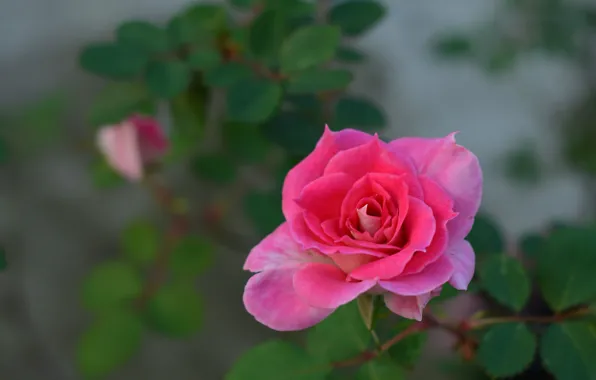 Roses, petals, pink, buds