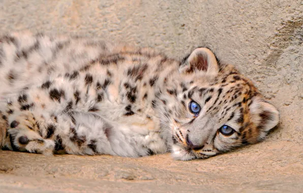 Picture fluffy, lies, IRBIS, snow leopard, kitty, looks
