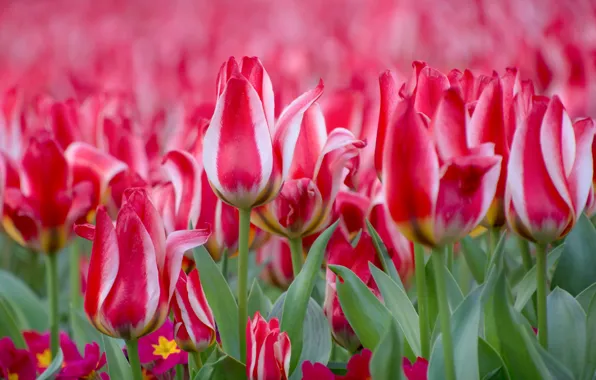 Tulips, buds, motley, Primula