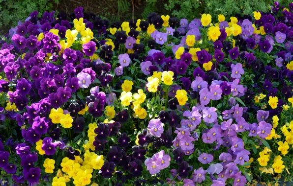 Summer, flowers, bright, yellow, garden, purple, Pansy, flowerbed