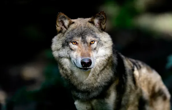 Face, the dark background, wolf